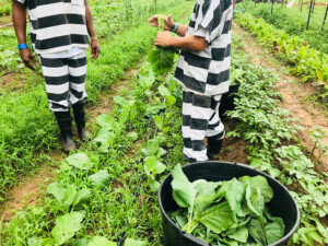 Inmates in the field garden